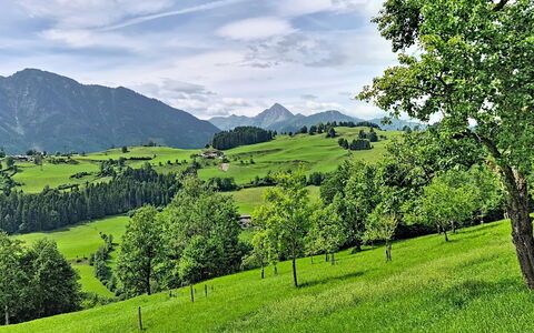Hoamat Stadlfeld: Mountainous Landforms, Green, Tree, Hill, Grass, Natural Environment, Natural Landscape, Mountain, Grassland, Highland