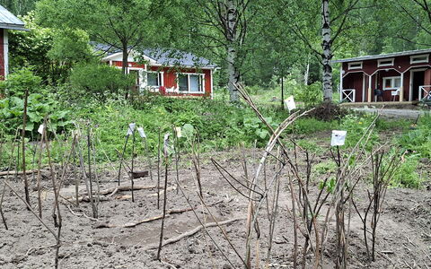 Mäntylä: Furniture, Chair, Outdoor Furniture, Table, Wood, Outdoor Table, Kitchen & Dining Room Table, Shade, Garden, Umbrella