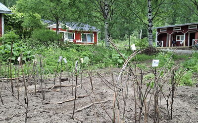 Mäntylä