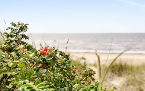 Odal: Coast, Summer, Cloud, Coastal And Oceanic Landforms, Sea, Beach, Shore, Ocean, Fruit, Tropics