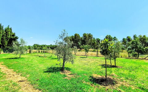 Scarlino 35: Tree, Grass, Plain, Grassland, Land Lot, Rural Area, Plant Community, Field, Plantation