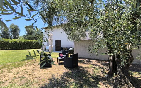 Scarlino 35: Shade, Garden, Lawn, Trunk, Woody Plant, Backyard, Yard, Landscaping, Park, Hacienda