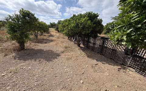 Villa Cigno Reale: Landscape, Soil, Plant Community, Plain, Rural Area, Woody Plant, Plantation, Shrubland, Trail