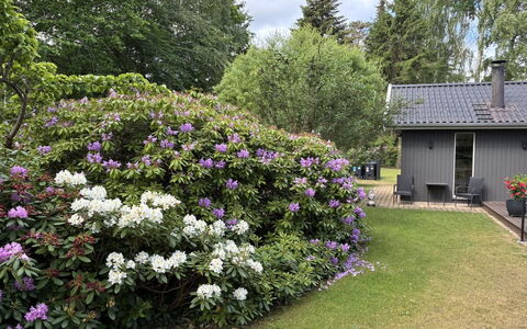 Floria - 500M from the Sea: Flower, Shrub, Garden, Groundcover, Purple, Flowering Plant, Spring, Landscaping, Botanical Garden