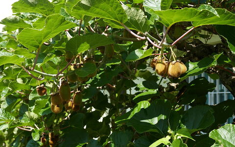 Cá Pórt Róss: Fruit, Produce, Food, Woody Plant, Natural Foods