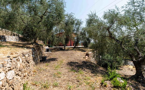 Orto di Silvia: Tree, Leaf, Branch, Trunk, Soil, Woody Plant, Landscaping, Trail, Backyard