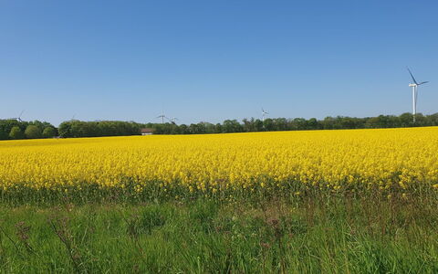 Gundula - 1.3Km from the Sea: Green, Yellow, Field, Agriculture, Summer, Grassland, Plain, Land Lot, Crop, Meadow