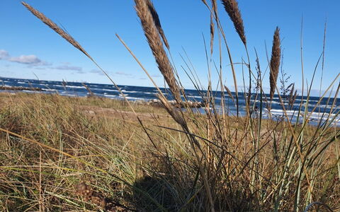 Gundula - 1.3Km from the Sea: Prairie, Herbaceous Plant, Steppe, Shrubland
