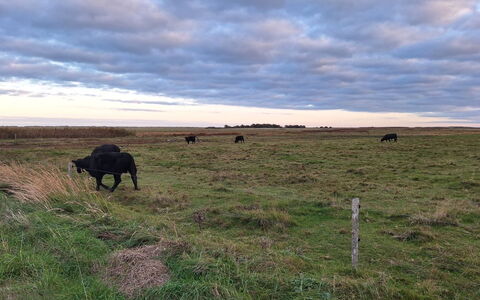 Gundula - 1.3Km from the Sea: Sky, Cloud, Natural Environment, Grassland, Ecoregion, Pasture, Plain, Prairie, Grazing