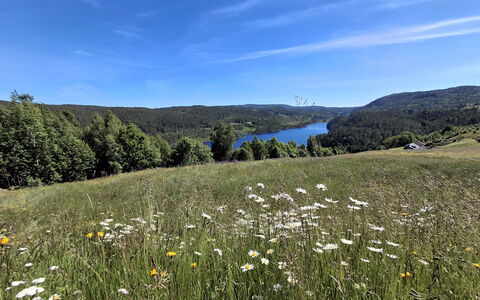 Hellebu: Green, Natural Environment, Nature, Grassland, Natural Landscape, Vegetation, Ecoregion, Hill, Landscape