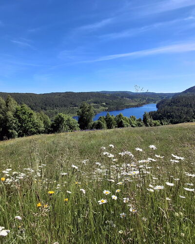 Hellebu: Green, Natural Environment, Nature, Grassland, Natural Landscape, Vegetation, Ecoregion, Hill, Landscape
