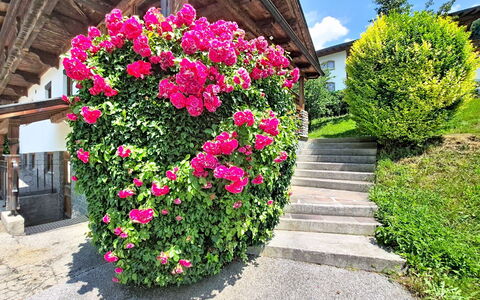 Ferienhaus Dinkl: Flower, Petal, Shrub, Garden, Pink, Flowering Plant, Spring, Rose Family