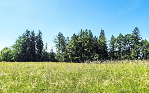 Golden View: Blue, Green, Tree, Natural Environment, Grassland, Summer, Land Lot, Meadow, Field, Plain