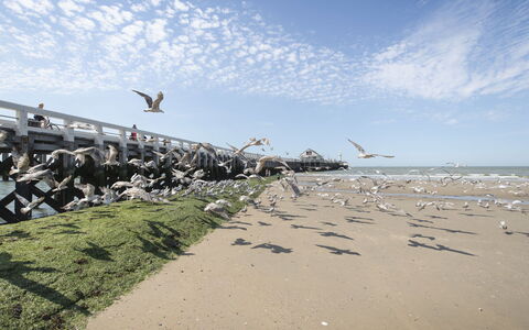Zeewind Close to the Beach: Furniture, Interior Design, Flooring, Floor, Table, Wood, Ceiling, Chair, Room, Couch