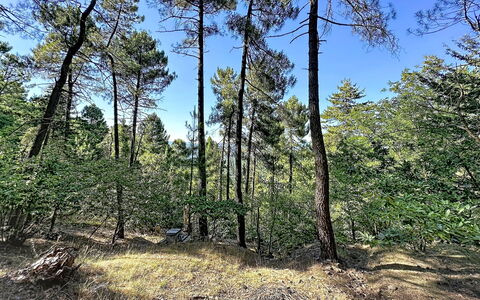 La Bergerie de Portes: Tree, Leaf, Natural Environment, Wood, Branch, Vegetation, Forest, Wilderness, Plant Community