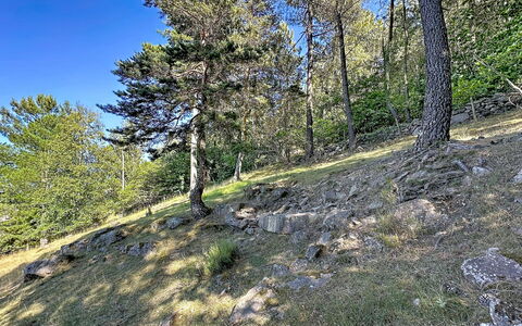 La Bergerie de Portes: Tree, Leaf, Vegetation, Wilderness, Plant Community, Forest, Geology, Nature Reserve, Larch