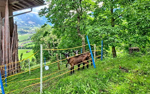 Brandnerhof: Landscape, Fence, Rural Area, Pasture, Hill Station, Mountain Range, Field, Meadow, Ranch