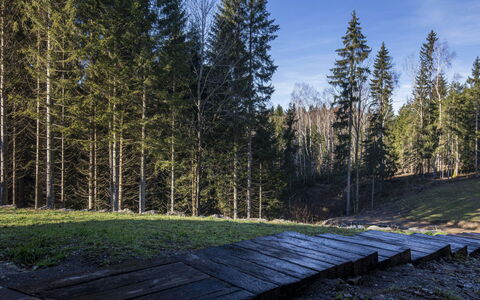 Valera Vita Forest: Tree, Leaf, Natural Environment, Nature, Wood, Forest, Trunk, Woodland, Grove