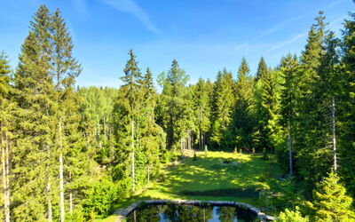 Valera Vita Forest