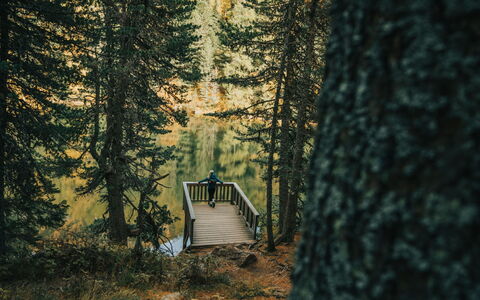02 Nth056 18G Sup Chalet mit Sauna und Hot Tub 2 e: Tree, Nature, Natural Environment, Wood, Branch, Forest, Wilderness, Trunk, Woodland