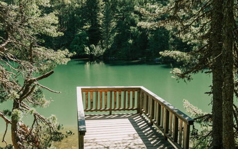 02 Nth053 18D Sup Chalet mit Sauna und Hot Tub 2 e: Nature, Tree, Natural Environment, Wood, Forest, Wilderness, Trunk, Nature Reserve, Woodland