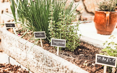 U Šenkýře Mikeše: Garden, Herb, Flowerpot, Houseplant