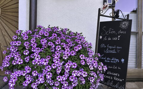 Des Kaisers Kleines Reich: Flower, Flowerpot, Pink, Groundcover, Flowering Plant, Garden, Houseplant, Floristry, Herbaceous Plant