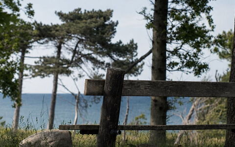 Bine - 200M from the Sea: Wood, Natural Landscape, Fence, Coastal And Oceanic Landforms, Trunk, Coast, Sea, Ocean, Shore