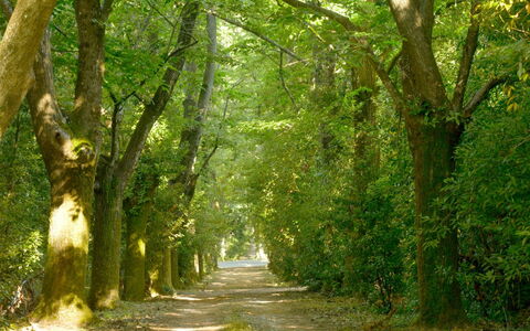 Villa Gioli: Leaf, Branch, Nature, Green, Natural Environment, Tree, Wood, Vegetation, Natural Landscape, Road