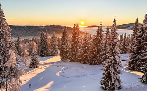 Rebelka: Sky, Winter, Snow, Tree, Branch, Nature, Natural Landscape, Sunrise, Wilderness, Sunset
