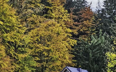 Sára: Leaf, Green, Tree, Grass, Nature, Natural Environment, Branch, Yellow, House, Landscape