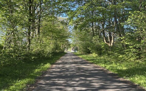 Thilo - 39Km from the Sea: Leaf, Green, Branch, Grass, Tree, Nature, Road Surface, Road, Natural Landscape, Vegetation
