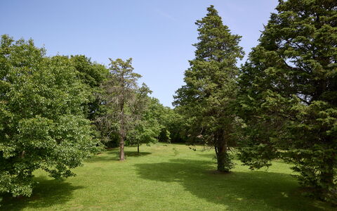 Casa Mancini, Holiday Villa, San Galgano: Tree, Leaf, Grass, Natural Environment, Branch, Vegetation, Shrub, Grassland, Plain, Plant Community