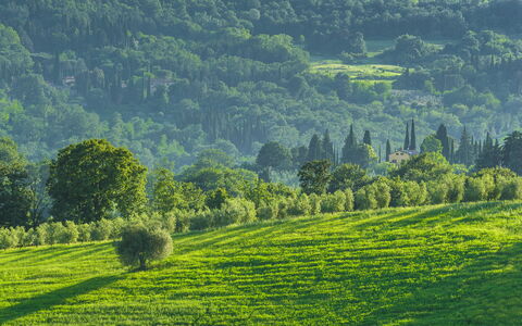 Podere Gragnano 12: Green, Mountainous Landforms, Tree, Grass, Natural Environment, Nature, Natural Landscape, Hill, Vegetation, Grassland