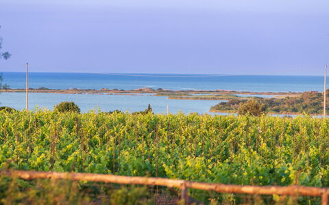 Villa Passo degli Aironi 12: Blue, Horizon, Coastal And Oceanic Landforms, Sea, Coast, Ocean, Plantation, Shore, Field, Shrubland