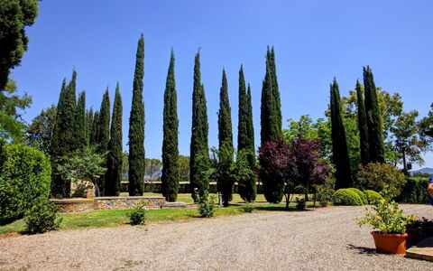 La Magia 8+2: Leaf, Green, Shrub, Trunk, Garden, Woody Plant, Landscaping, Evergreen