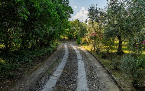 Villa Collegigliato 8: Leaf, Tree, Green, Nature, Branch, Vegetation, Road Surface, Road, Shrub, Trail