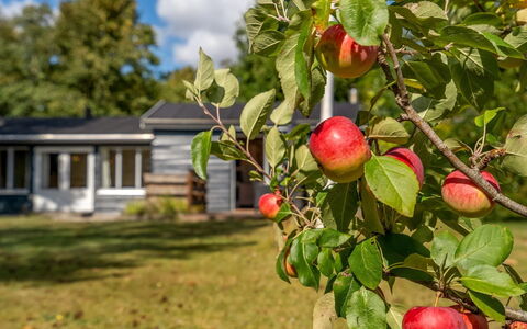 Hedwig - 120M to the Fjord: Red, Fruit, Produce, Natural Foods, Apple, Food, Plantation