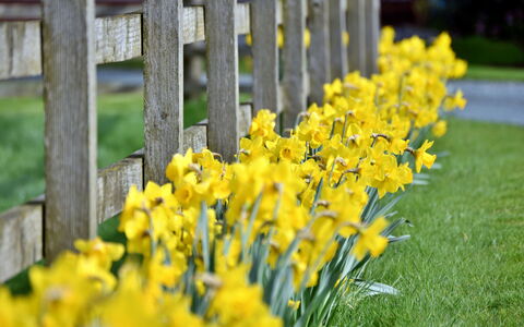 The Owls Rest: Flower, Yellow, Petal, Spring, Garden, Flowering Plant, Herbaceous Plant, Wildflower