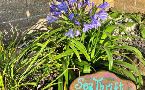 Sea Thrift at Widemouth Bay: Blue, Petal, Garden, Flowering Plant, Herbaceous Plant, Wildflower