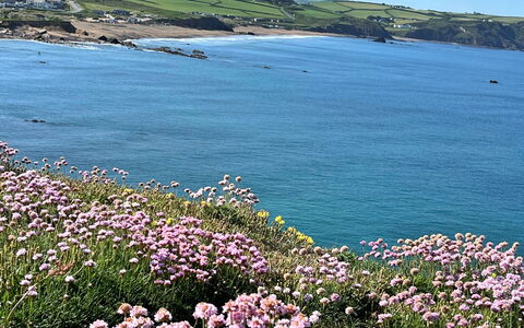 Sea Thrift at Widemouth Bay: Flower, Body Of Water, Coast, Coastal And Oceanic Landforms, Sea, Beach, Ocean, Plant Community, Shore