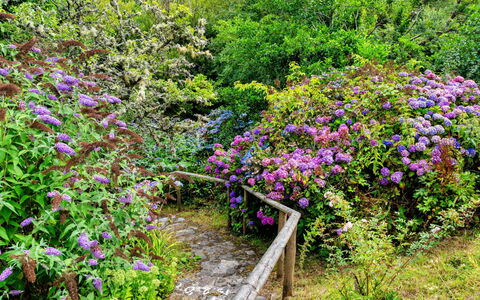 Millook Water: Flower, Shrub, Garden, Plant Community, Groundcover, Purple, Pink, Spring, Flowering Plant, Botanical Garden