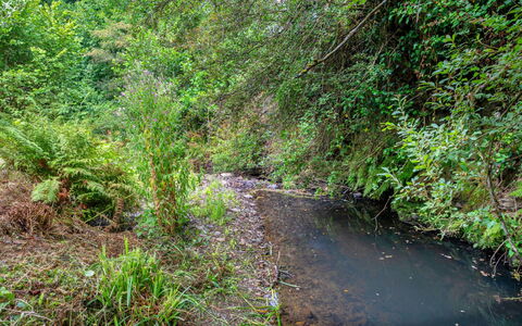 Millook Water: Water, Body Of Water, Water Resources, Nature, Natural Environment, Watercourse, Leaf, Vegetation, Riparian Zone