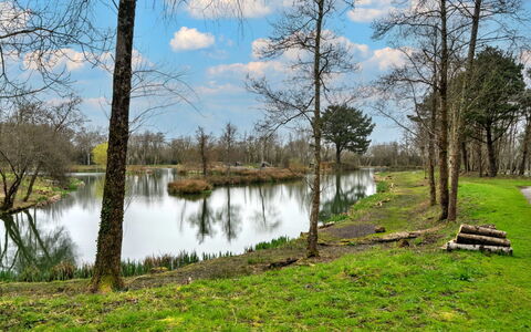 Pine Forest Lodge: Water, Water Resources, Body Of Water, Tree, Nature, Natural Environment, Natural Landscape, Green, Branch, Bank