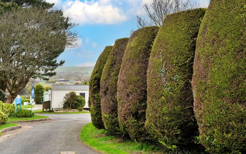 Pine Forest Lodge: Shrub, Landscape, Hedge, Garden, Woody Plant, Landscaping, Botanical Garden, Park