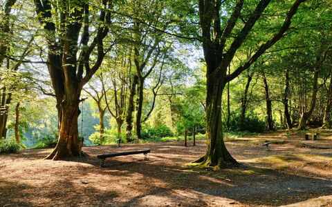 St. Ives 637: Leaf, Branch, Tree, Nature, Natural Environment, Green, Grass, Wood, Vegetation, Natural Landscape