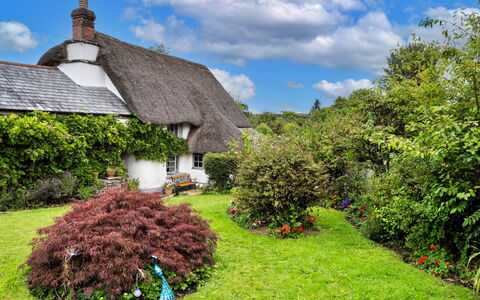 Okehampton 619: Grass, Thatching, Vegetation, Shrub, Cottage, Roof, Garden, Plant Community, Groundcover