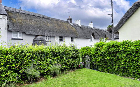 Okehampton 619: Shrub, Hedge, Cottage, Garden, Landscaping, Cumulus