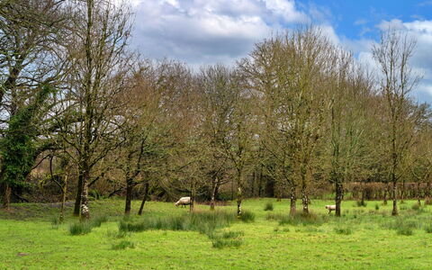 Oak Leaf Cottage: Grass, Tree, Natural Environment, Grassland, Natural Landscape, Plain, Pasture, Ecoregion, Land Lot, Meadow