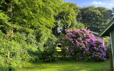Brockwood: Flower, Leaf, Vegetation, Shrub, Garden, Pink, Plant Community, Groundcover, Spring, Purple